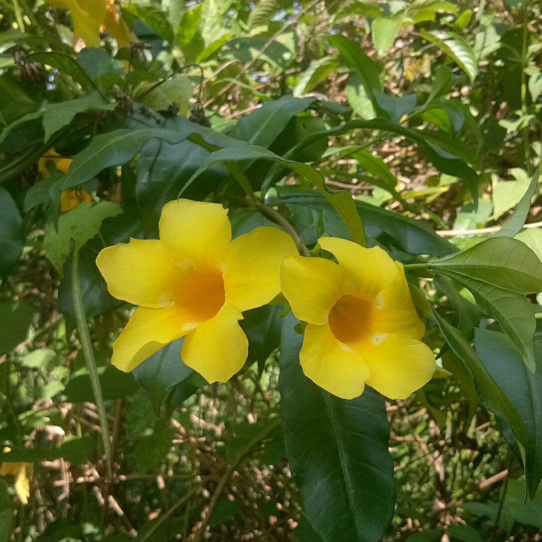 Alamanda-amarela (Allamanda cathartica) - PictureThis