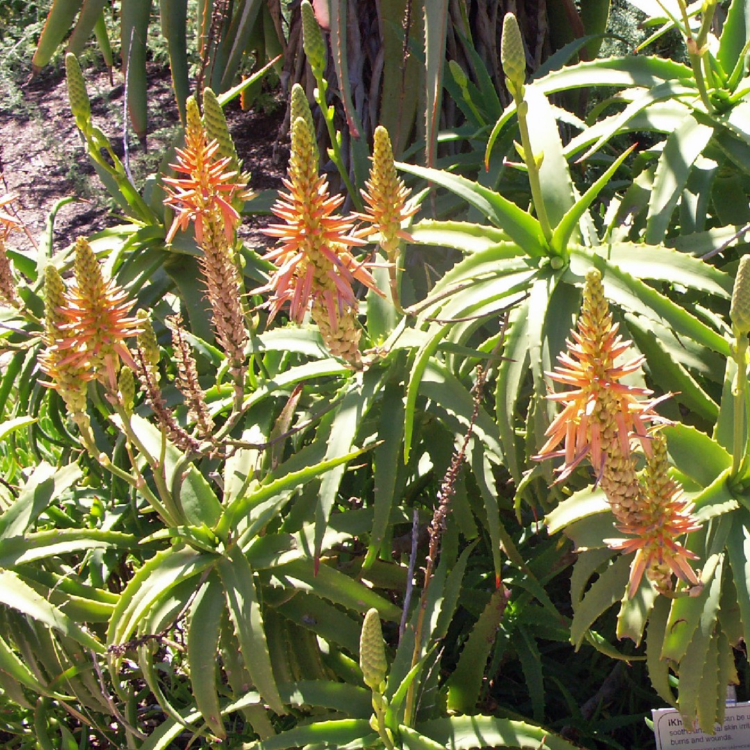 Babosa (Aloe arborescens) - PictureThis