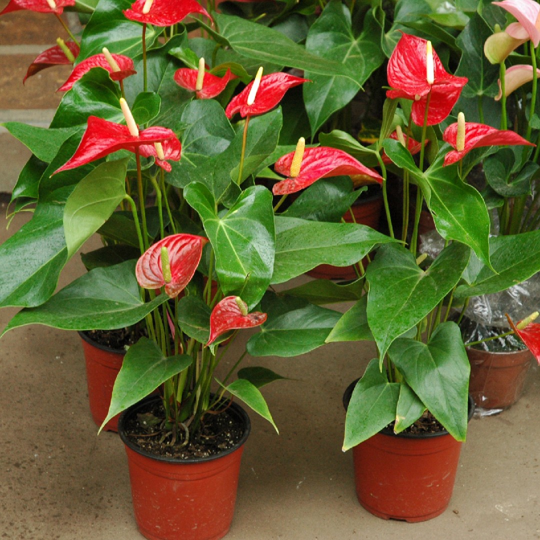 Antúrio (Anthurium andraeanum) - PictureThis