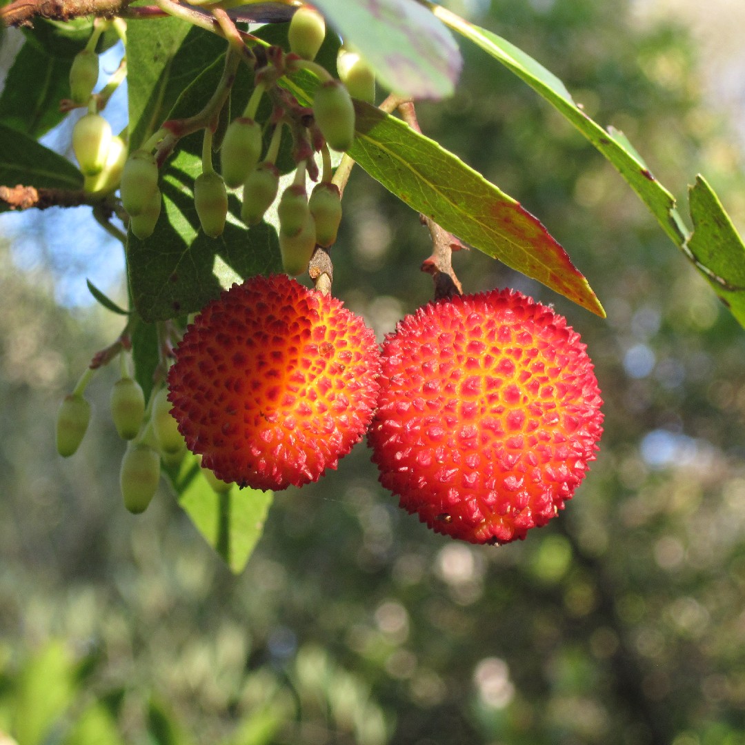 Strawberry tree Arbutus unedo Flower, Leaf, Care, Uses   PictureThis