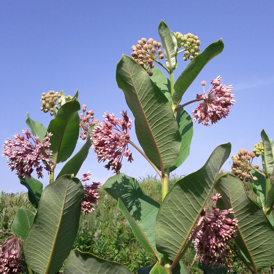 Are Milkweed Plants Poisonous To Dogs And Cats