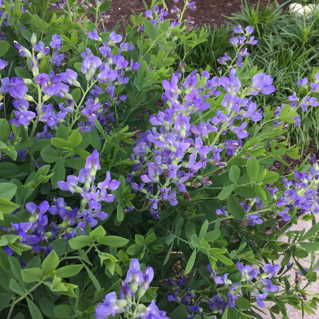 ムラサキセンダイハギ 紫千代萩 Baptisia Australis 花言葉 学名 よくある質問 Picturethis