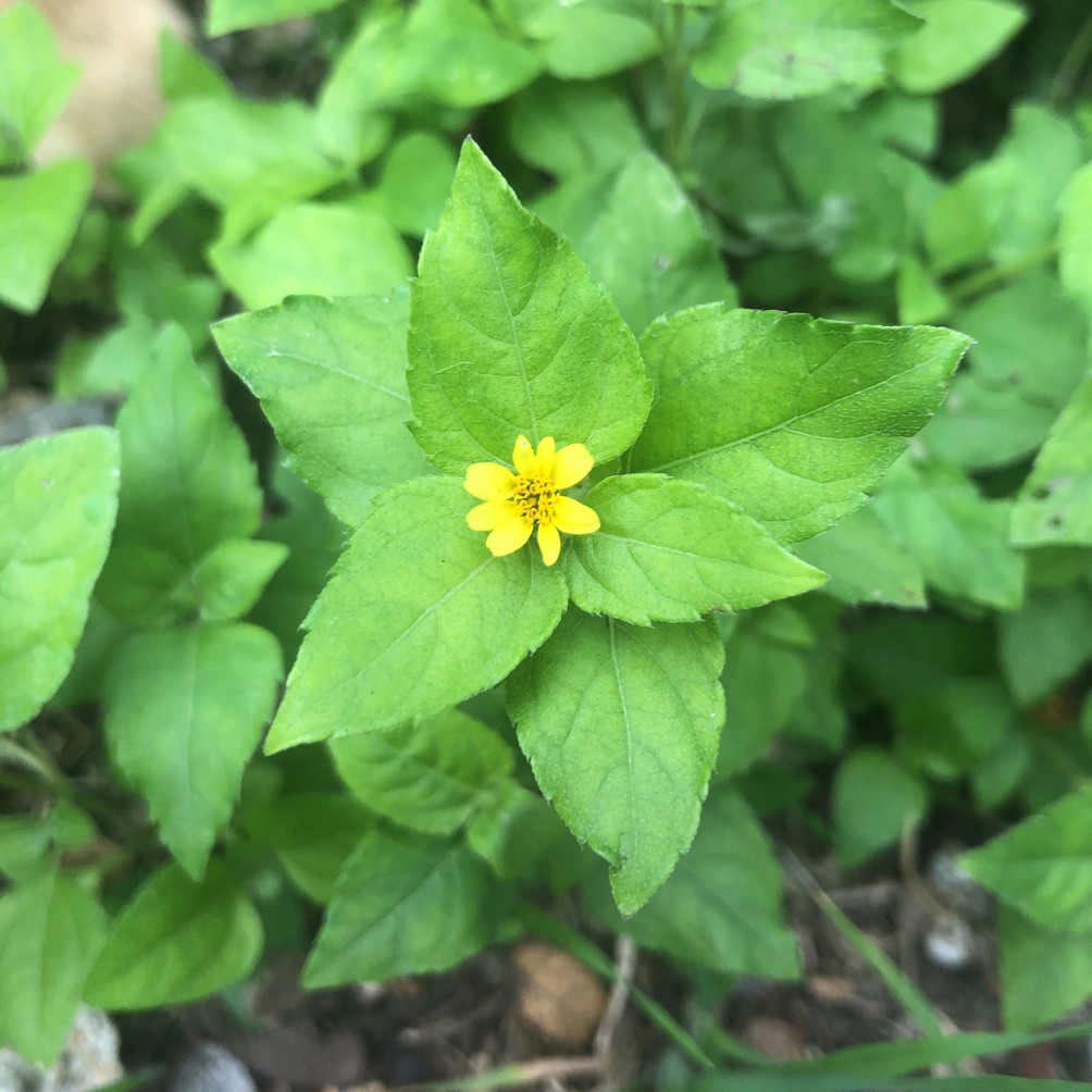 Calyptocarpus Care (Watering, Fertilize, Pruning, Propagation ...