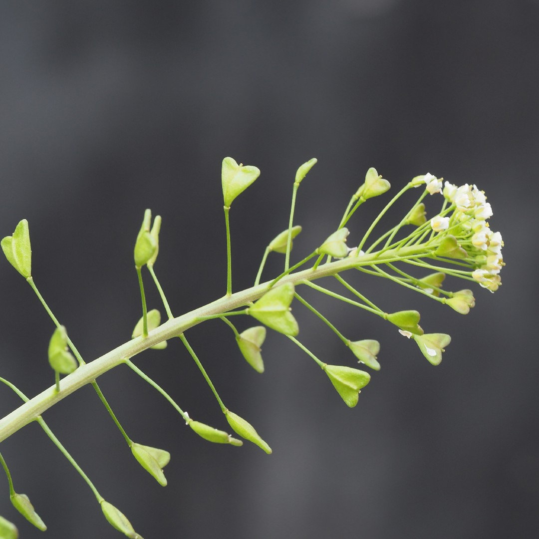 Image of Shepherd's purse, Capsella bursa pastoris Med.