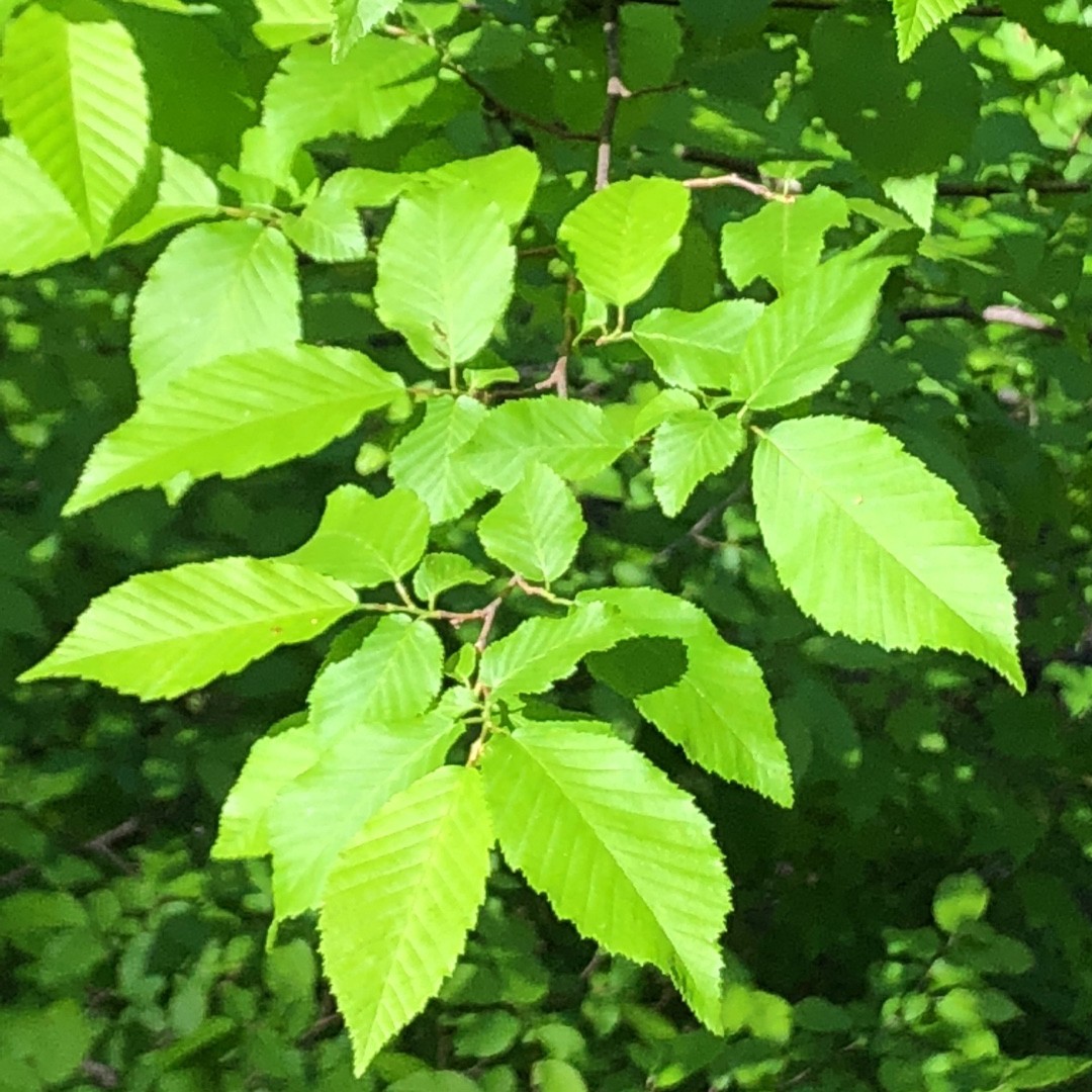 クマシデ属 (Carpinus)