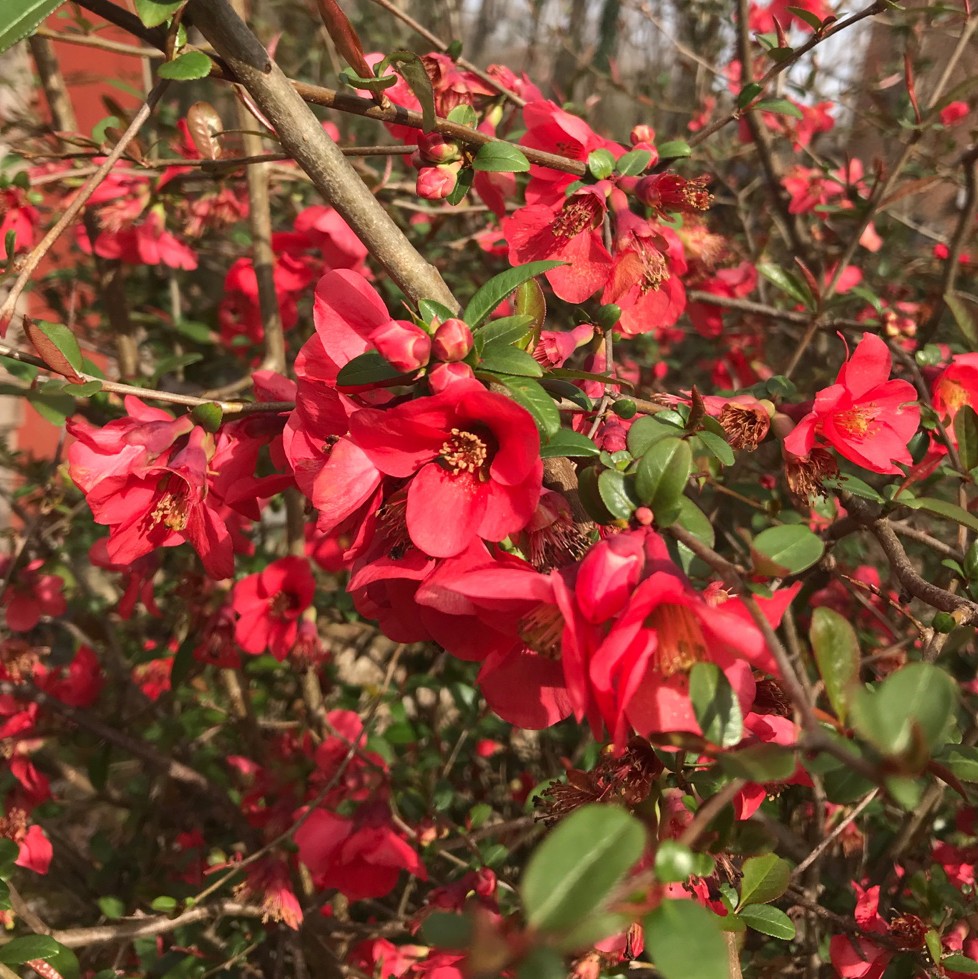the japanese quince