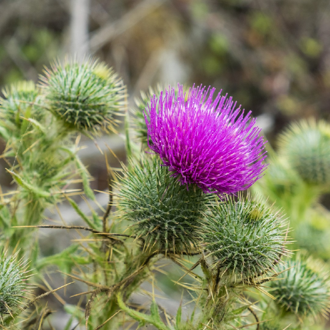 서양가시엉겅퀴 (Cirsium Vulgare) - Picturethis