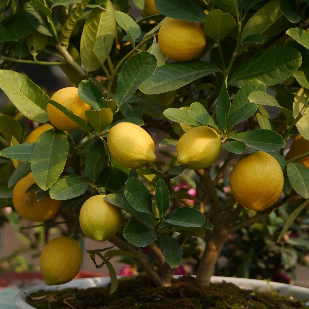 Pourquoi les feuilles de mon citronnier jaunissent-elles ?