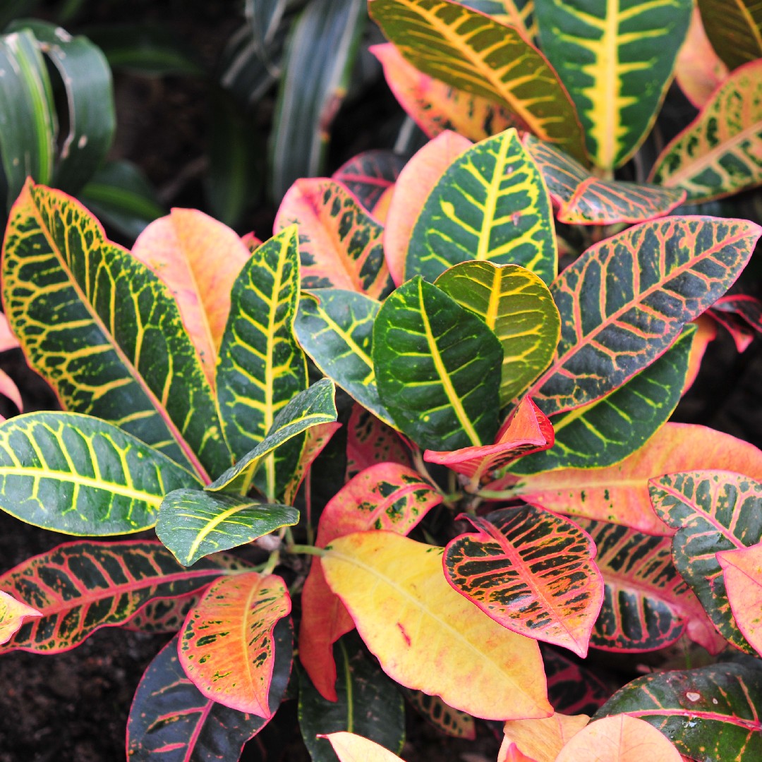 Croton Magnifique, Plante Vivante à lintérieur ou à lextérieur -  France