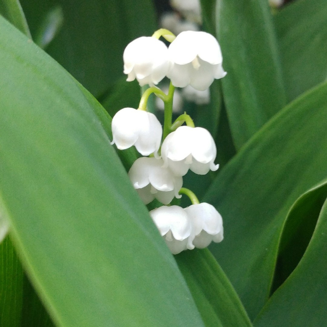 Image of Lily of the valley companion plants for bamboo