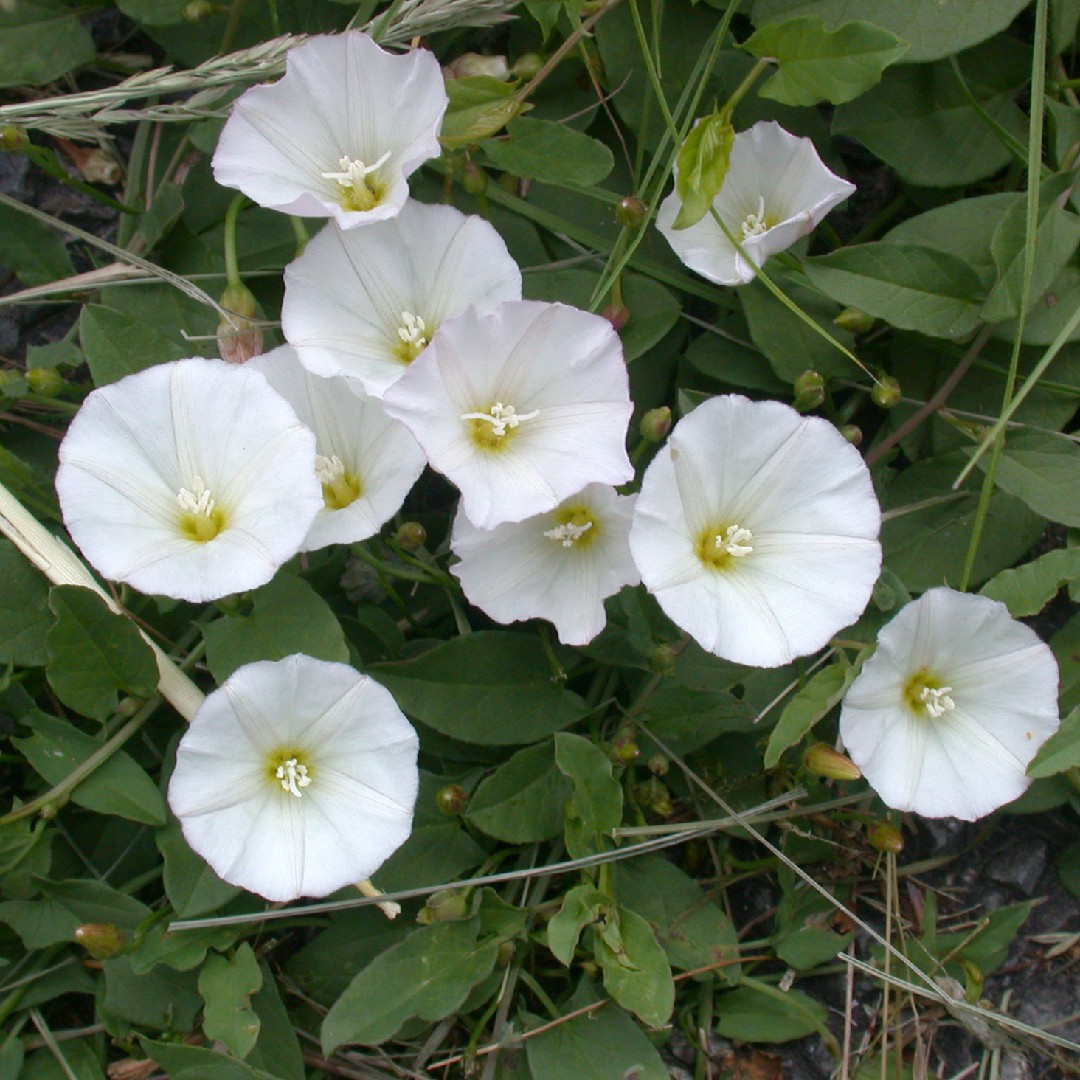 Image of Bindweed (Convolvulus arvensis) perennial weed