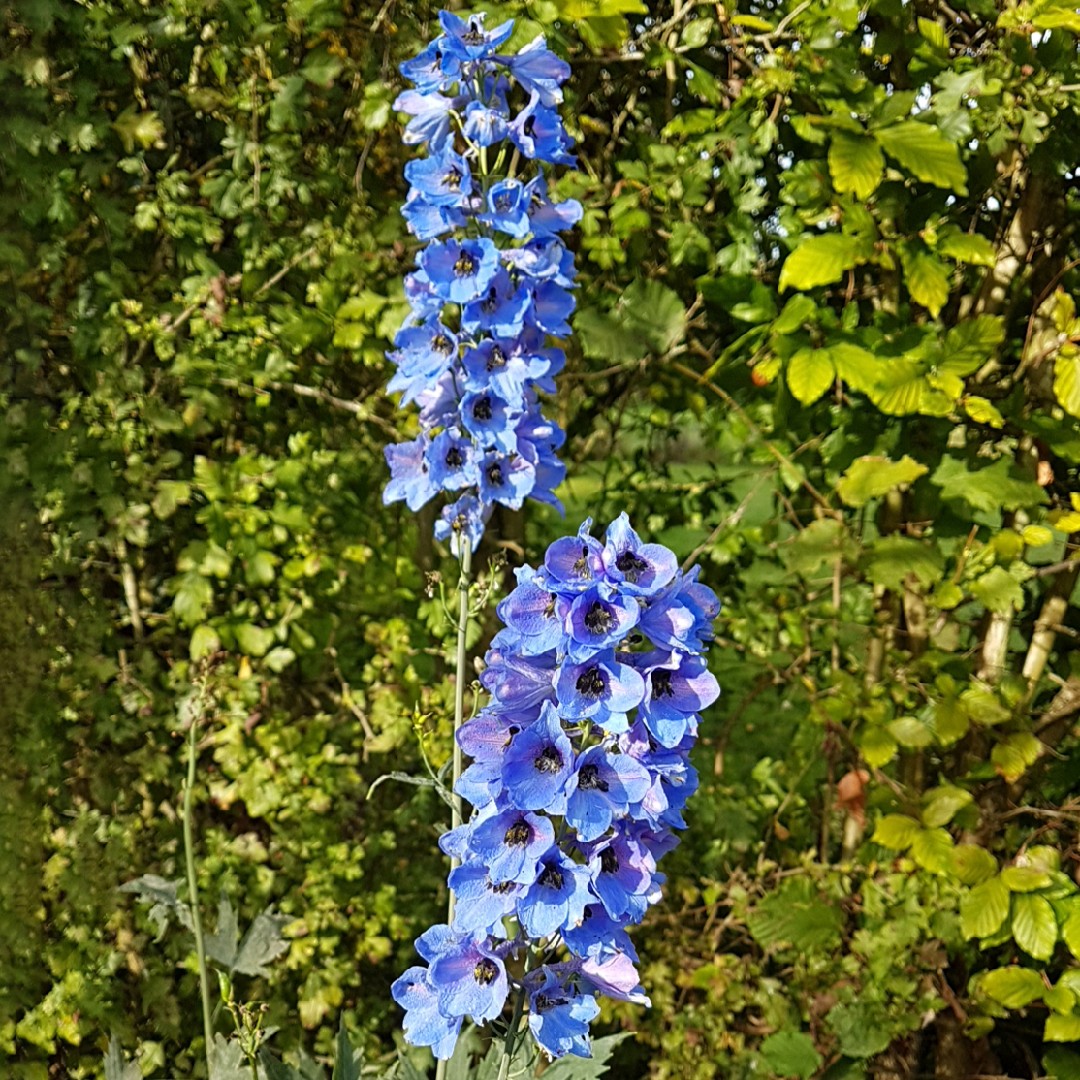 Dried Dark Blue Larkspur Flowers For Sale, Dried Delphinium