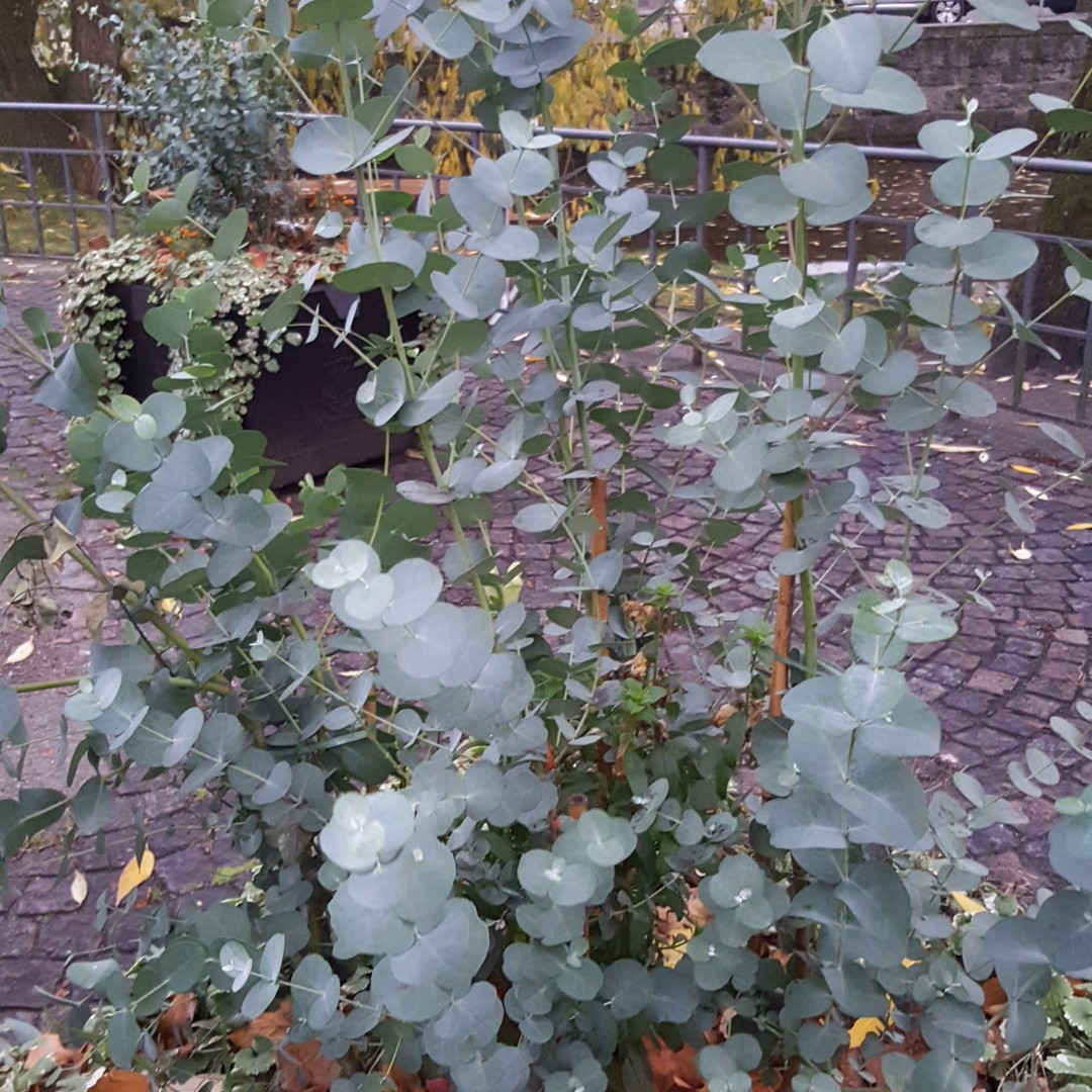 cider gum (eucalyptus gunnii) flower, leaf, care, uses - picturethis