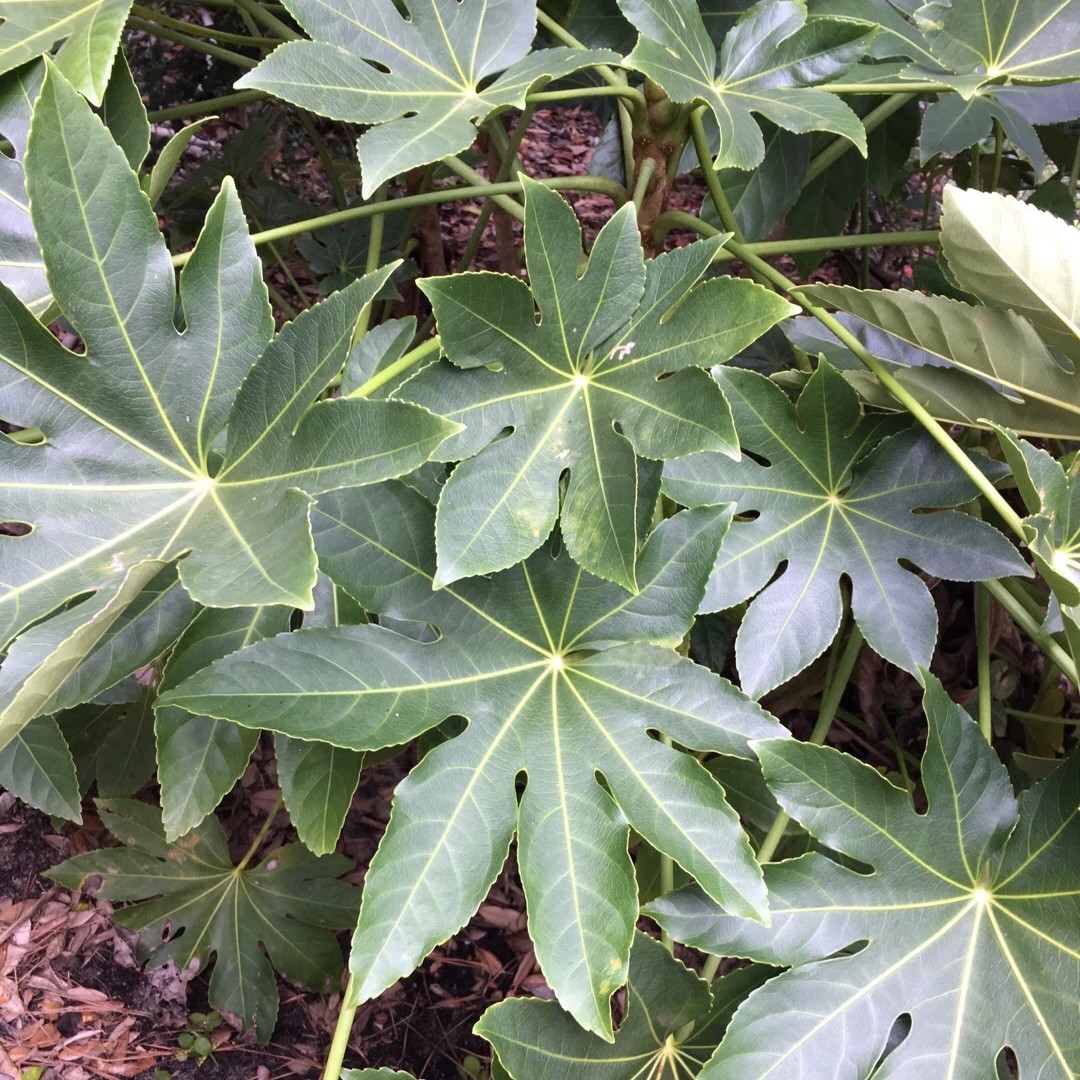 paperplant (fatsia japonica) flower, leaf, care, uses - picturethis