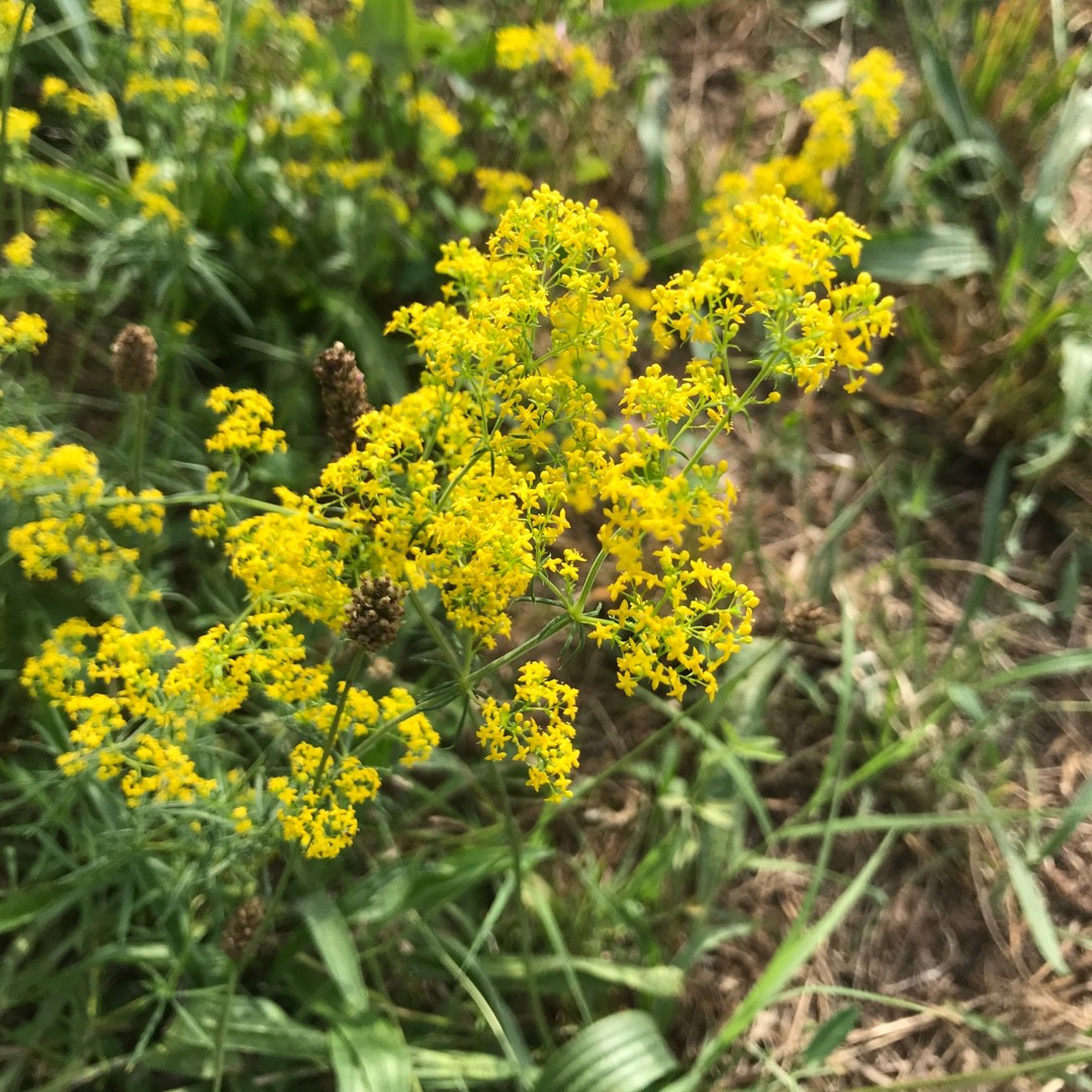 Des plantes qui font cailler le lait