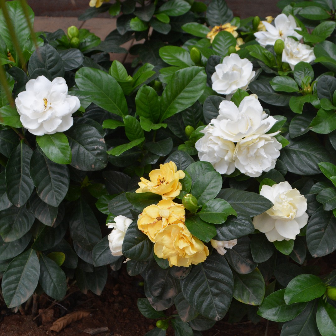 치자나무 (Gardenia jasminoides) - PictureThis