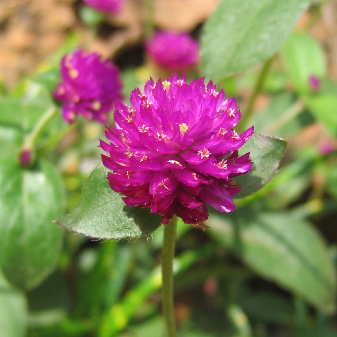 Perpétua (Gomphrena globosa) - PictureThis