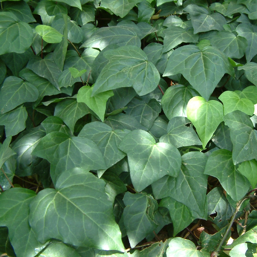 Image of Hedera helix (ivy) ground cover shrub