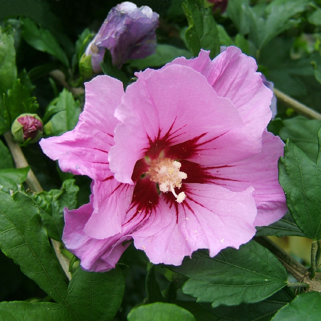 Online Plant Encyclopedia and Common Popular Plants PictureThis