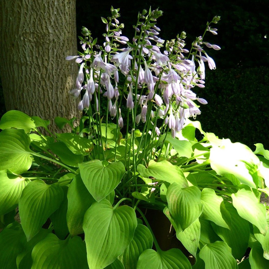 Angélica-branca (Hosta plantaginea) - PictureThis