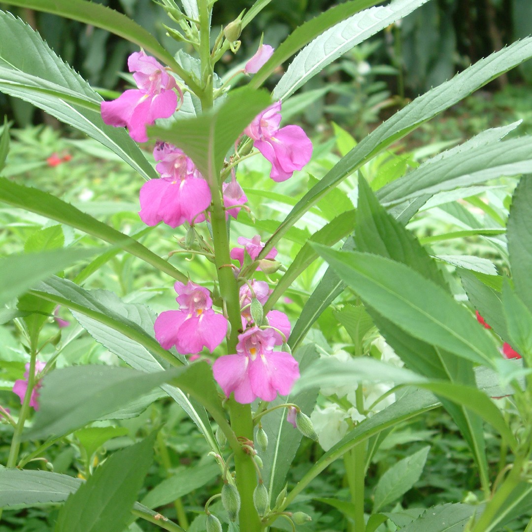 Garden balsamina) Leaf, Care, Uses - PictureThis