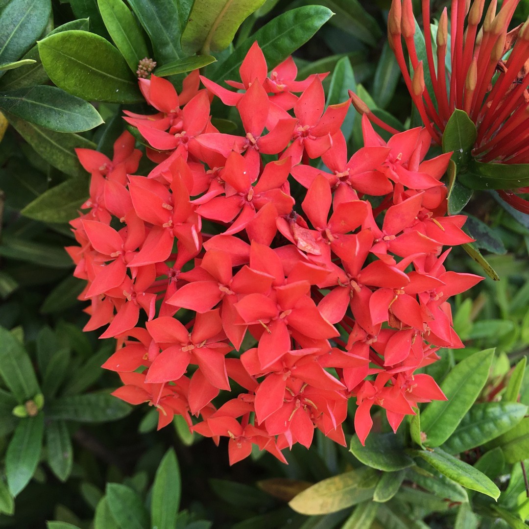 Flame of the woods (Ixora coccinea) Flower, Leaf, Care, Uses - PictureThis