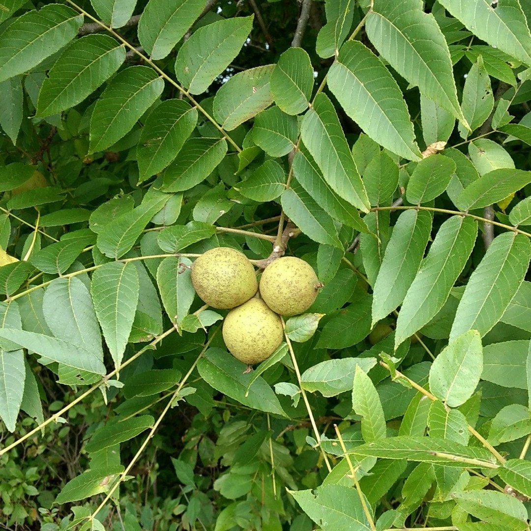Eastern american black walnut (Juglans nigra)