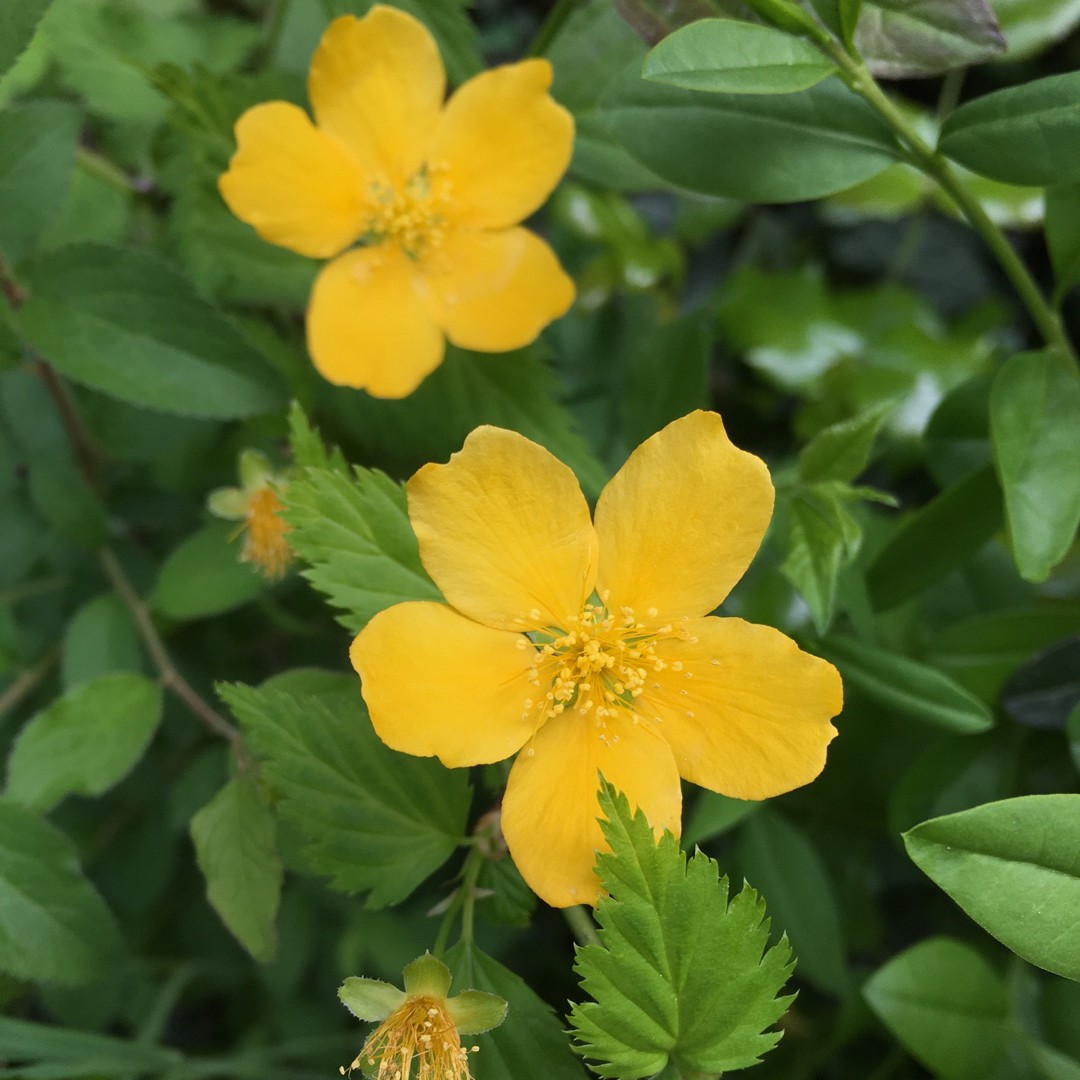¿Cómo puedo podar mi Flor de globo? PictureThis
