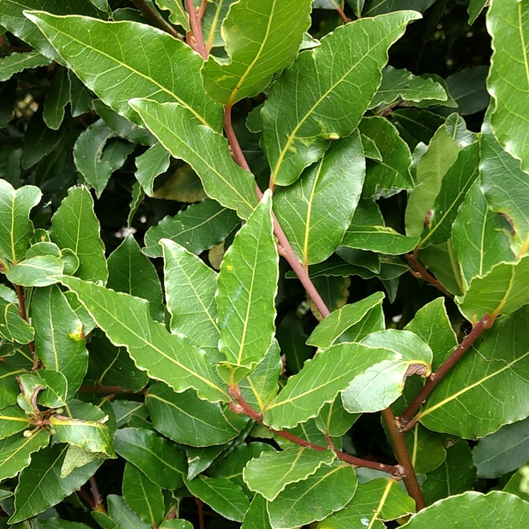 Bay Leaf Tree