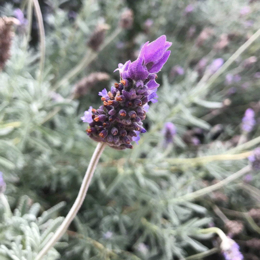 French lavender - planting, pruning, blooming and care