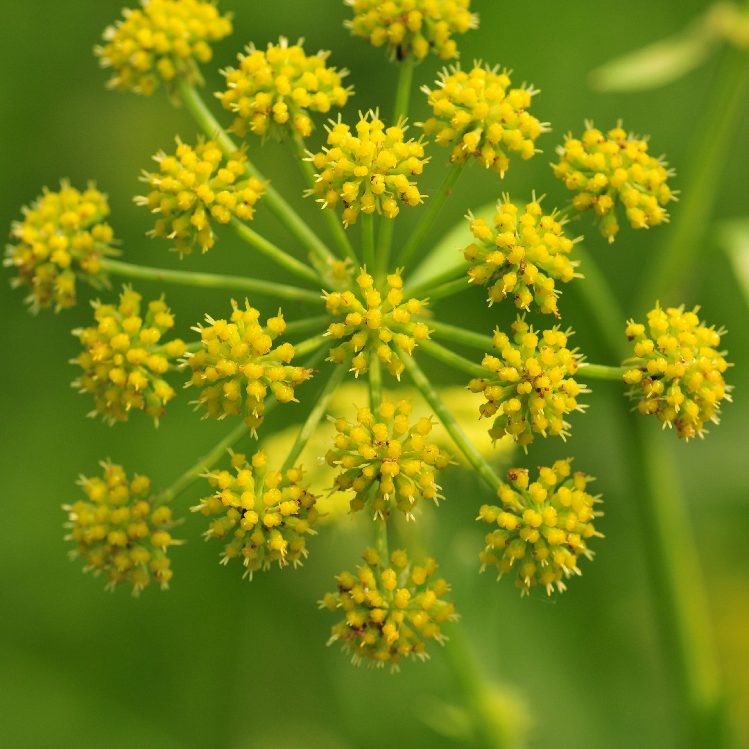 Любисток лекарственный применение. Любисток (Levisticum officinale) семена. Любисток сычуаньский. Пастернак растение Любисток. Любисток цветет.