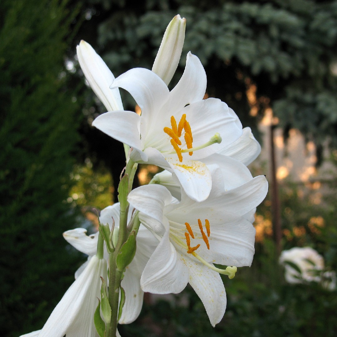 madonna lily (lilium candidum) flower, leaf, care, uses - picturethis