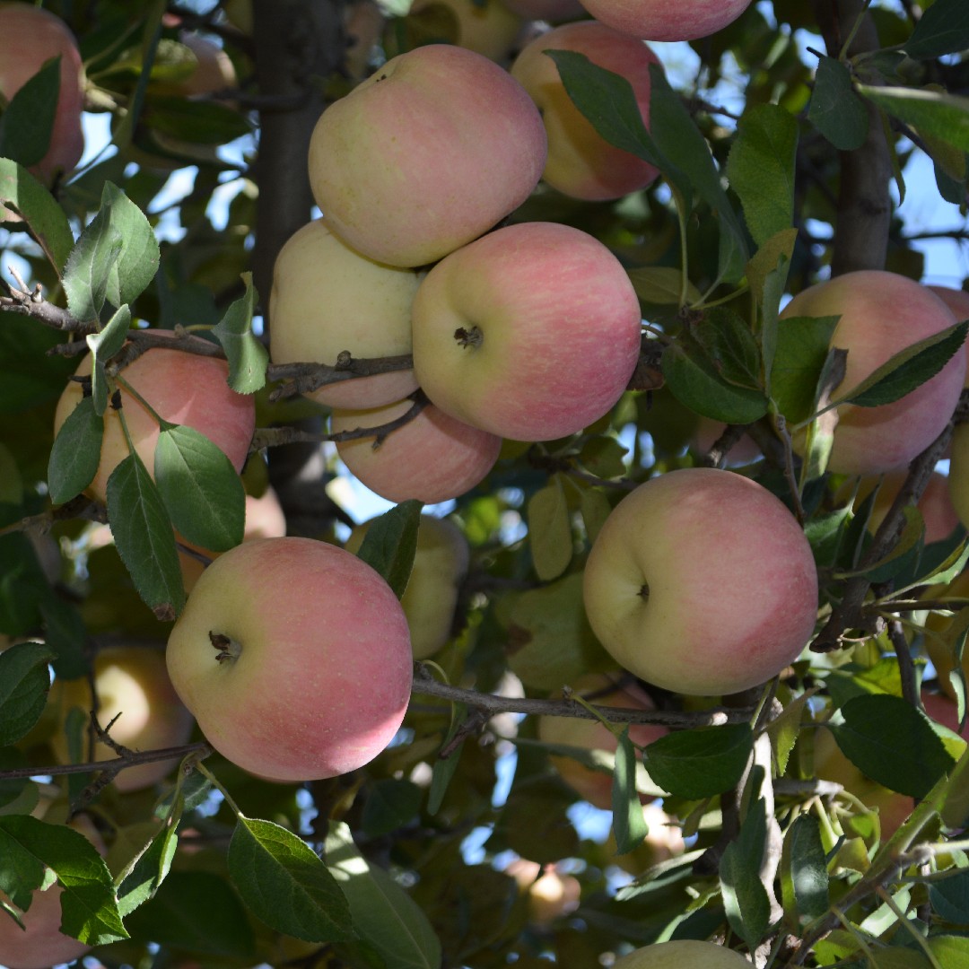 Apple tree (Malus pumila)