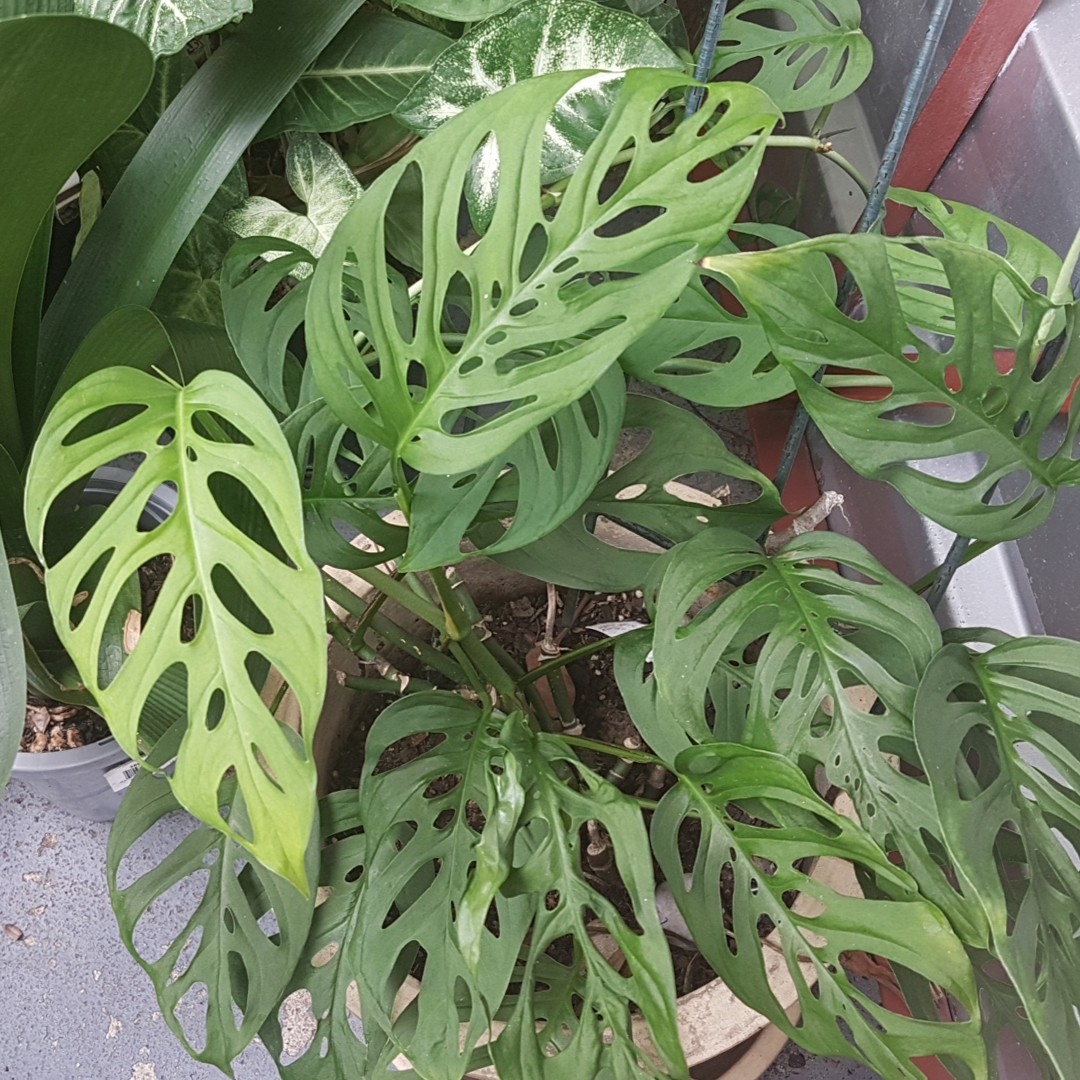 Monstera : conseils d'entretien – Espace Fleurs