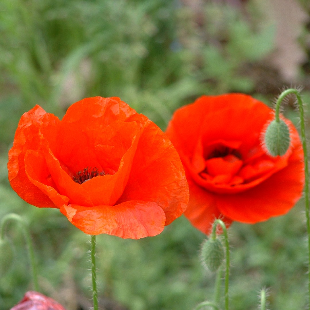 ヒナゲシ 雛芥子雛罌粟 Papaver Rhoeas 花言葉 学名 よくある質問 Picturethis