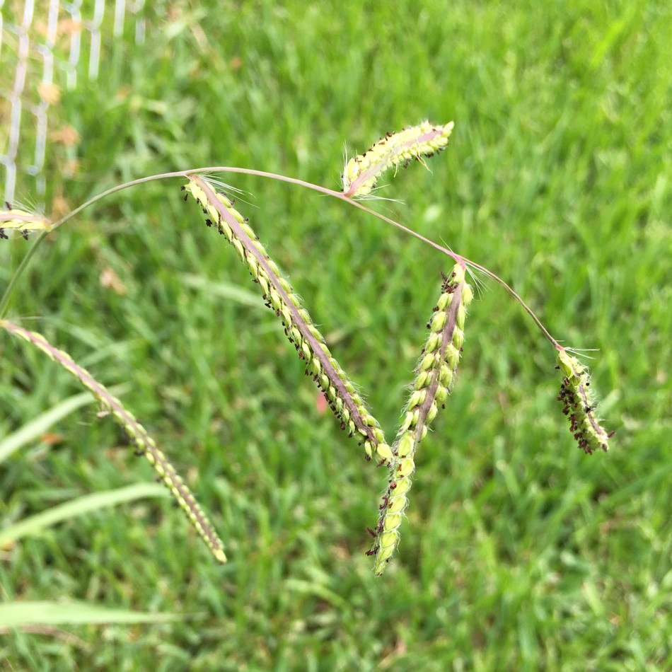 Paspalum Dilatatum