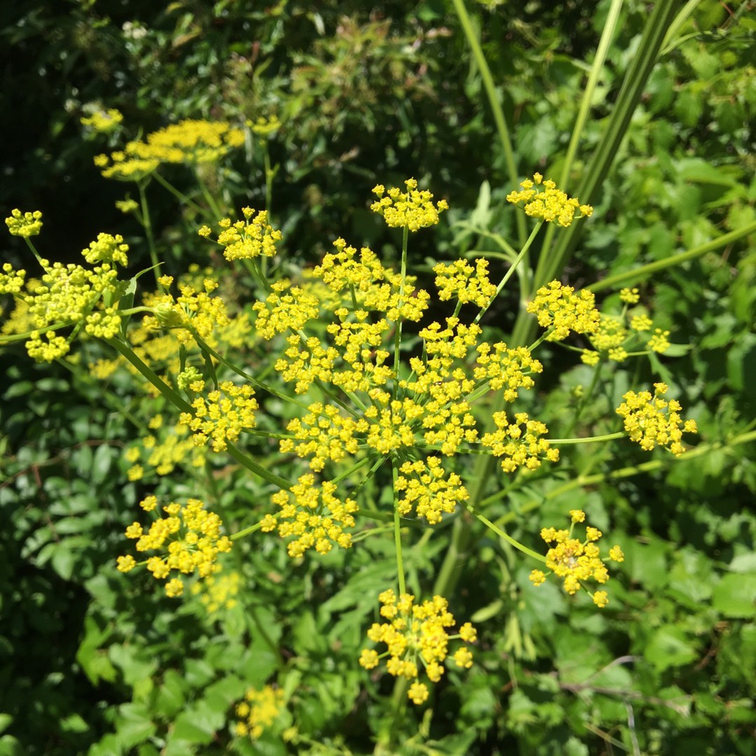 Пастернак посевной (Pastinaca sativa)