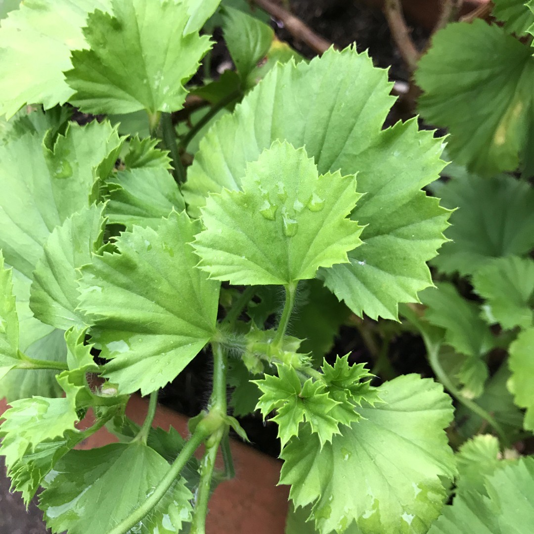 Герань род. Pelargonium domesticum. Пеларгония Martha. Пеларгония Ботанс рода. Болезни домашней герани.