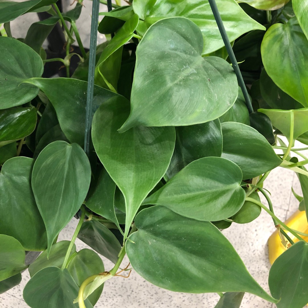 Heartleaf philodendron (Philodendron hederaceum)