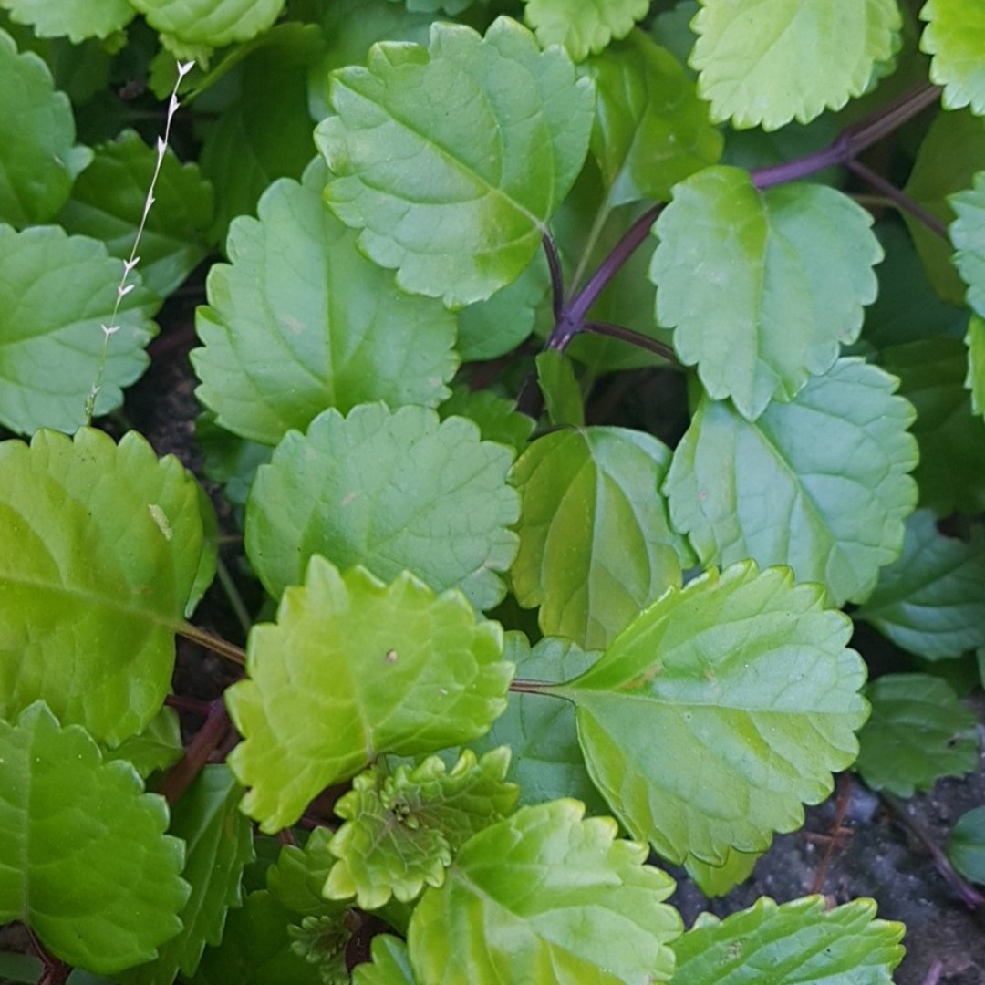 swedish ivy (plectranthus verticillatus) plant care, flower, uses