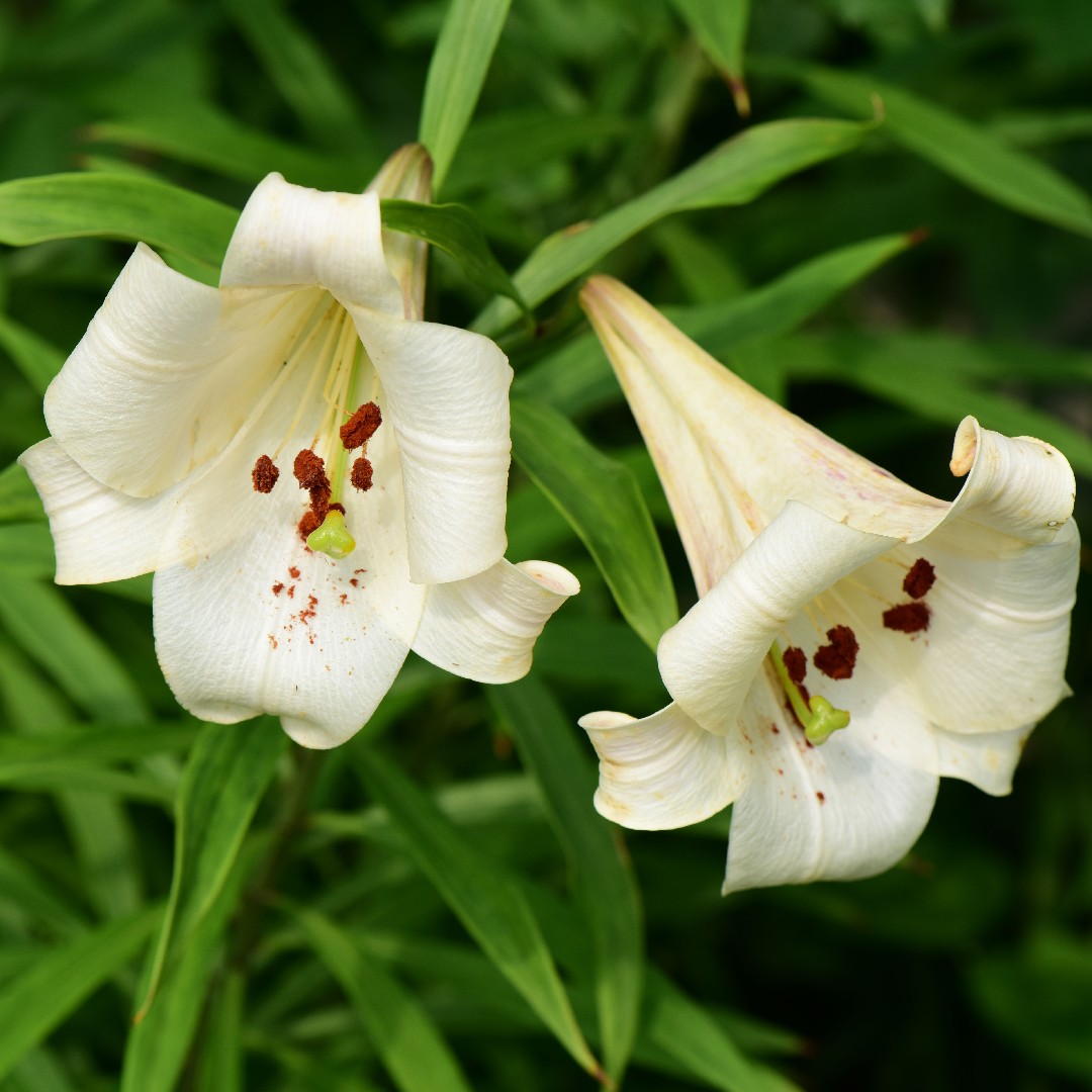 Lilium brownii var. viridulum Cuidados (Plantando, Fertilizantes,  Enfermedades) - PictureThis