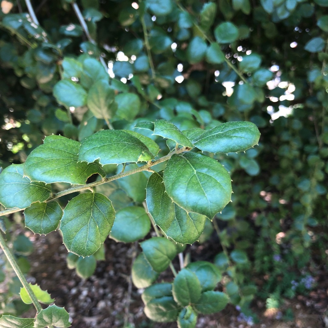 Coast live oak (Quercus agrifolia) Flower, Leaf, Care, Uses PictureThis