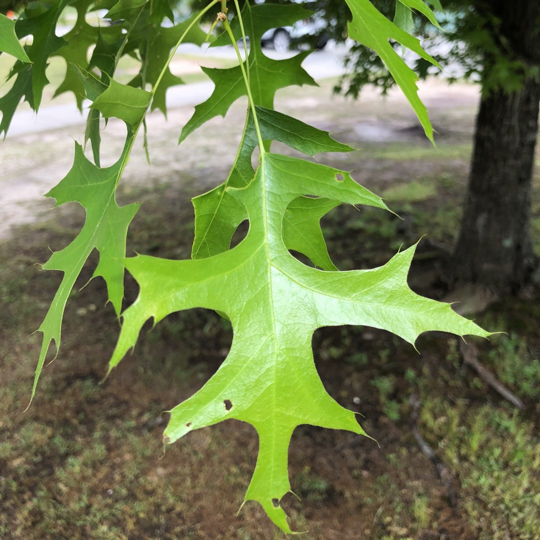 palustris)　アメリカガシワ　(Quercus　花言葉，毒性，よくある質問　PictureThis
