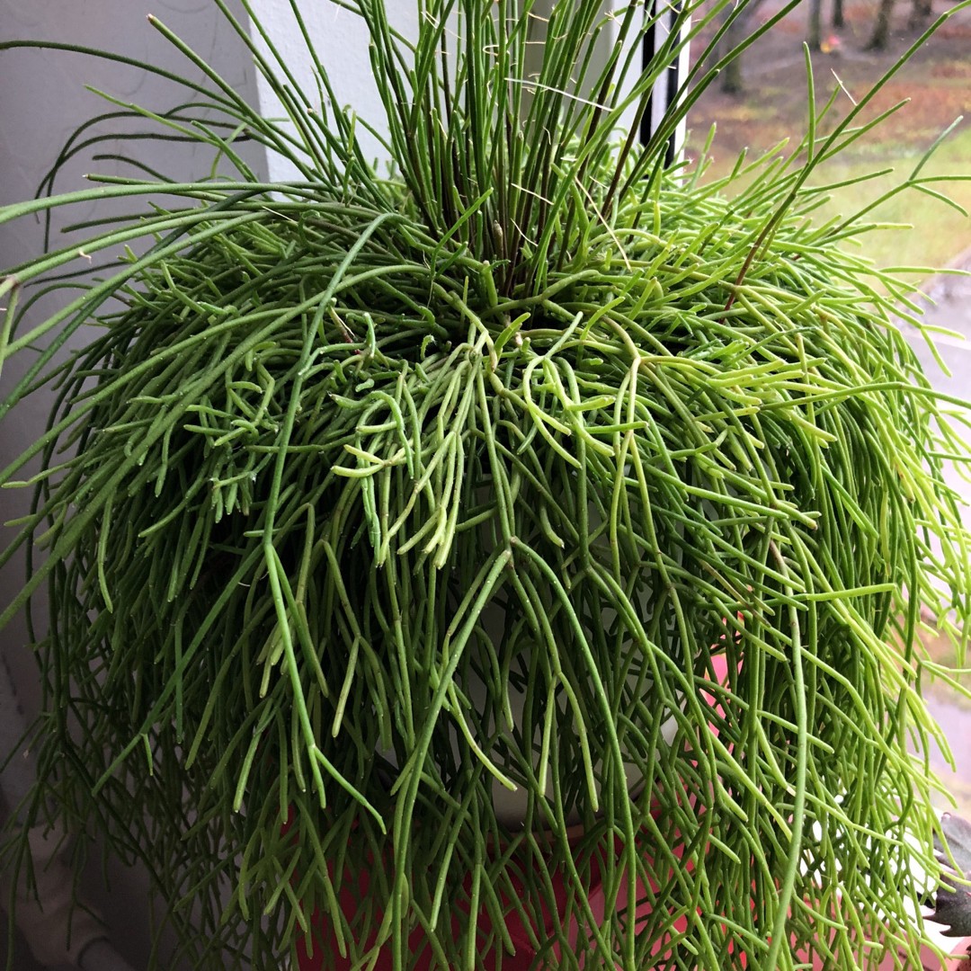 Cacto-macarrão (Rhipsalis baccifera) - PictureThis