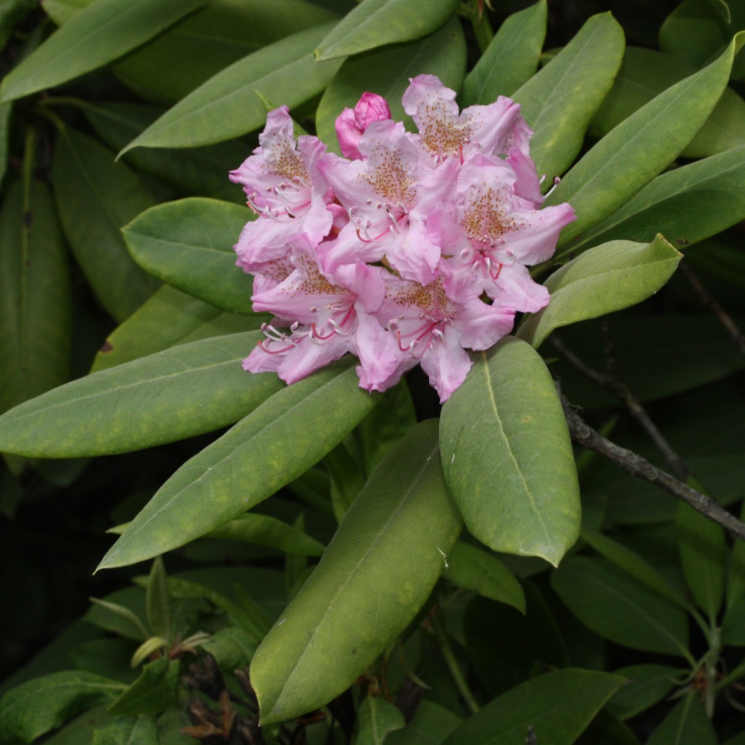 Pacific Rhododendron Fruit
