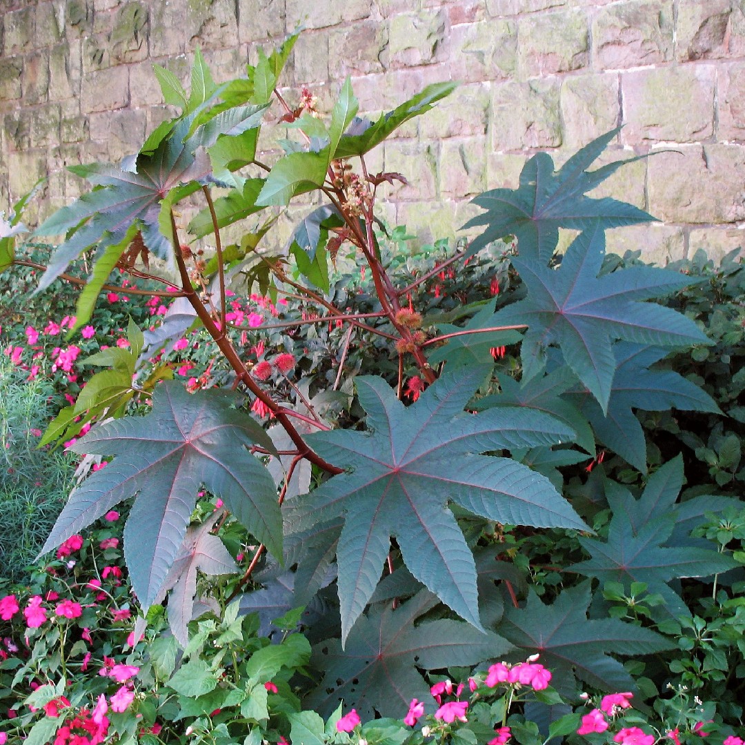 Wunderbaum (Ricinus communis) - PictureThis