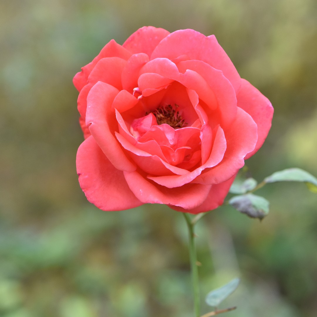 China-rose (Rosa chinensis)