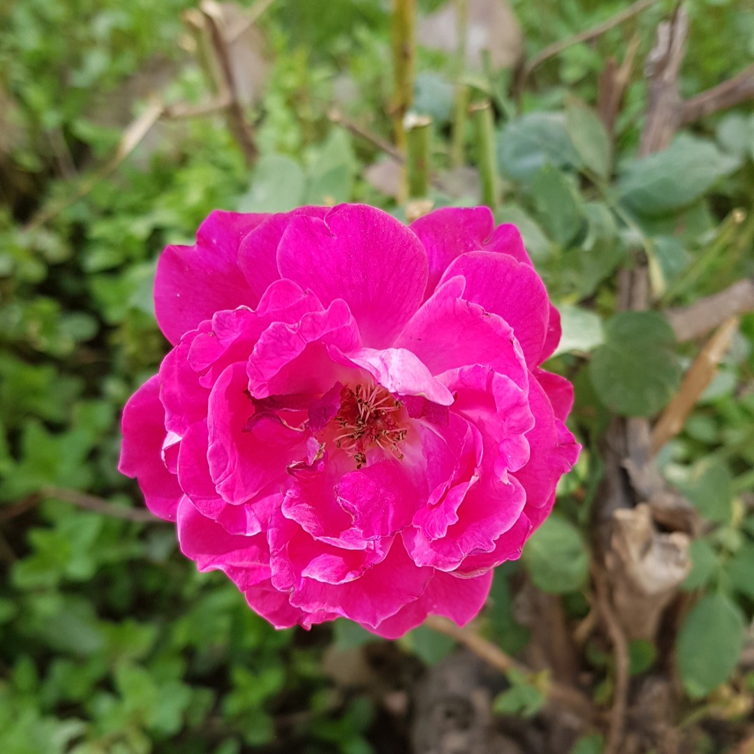 French rose (Rosa gallica)