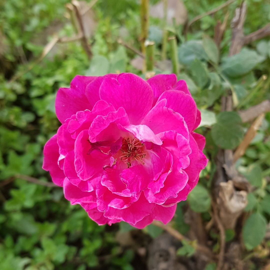 Franse roos (Rosa gallica) - PictureThis