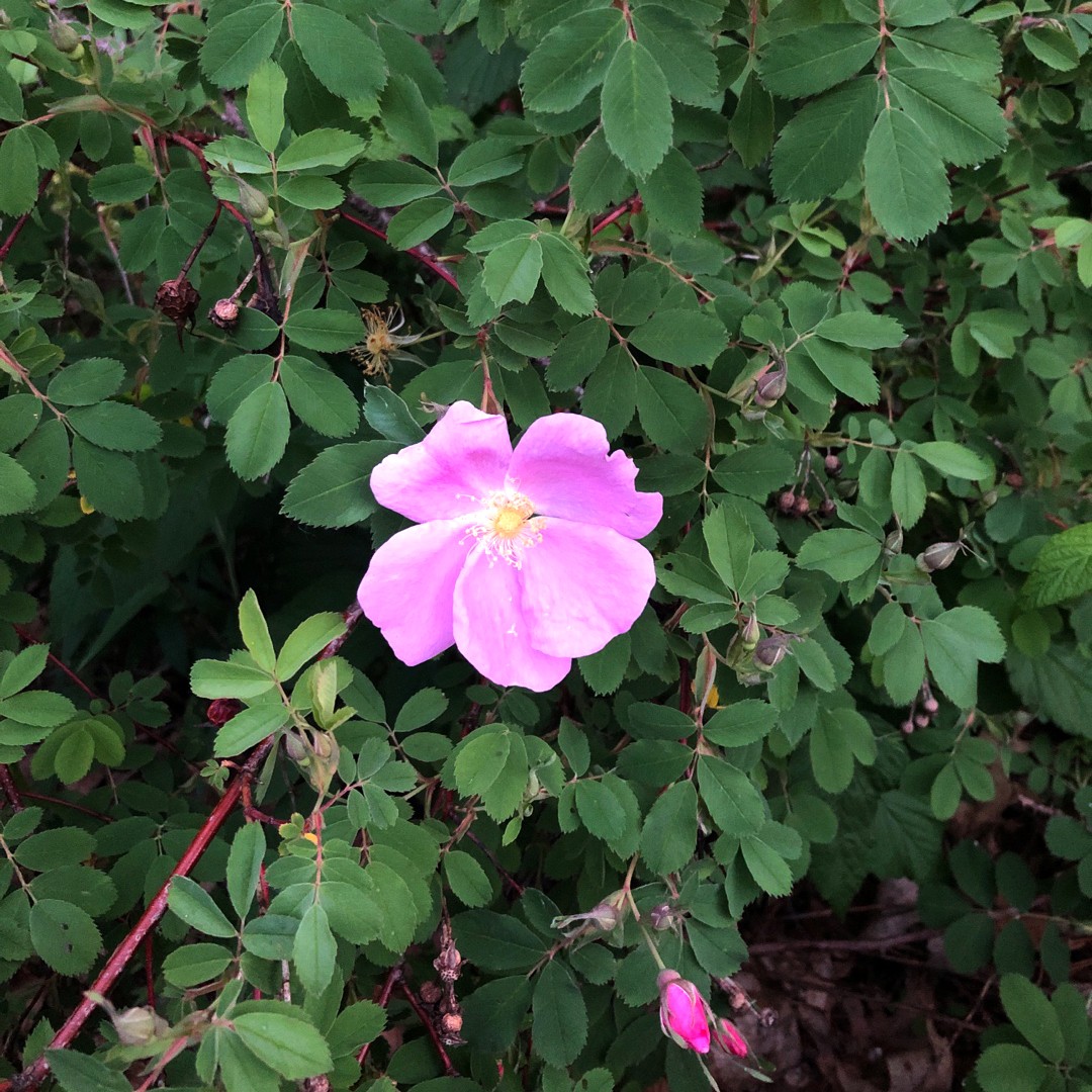 Woods' rose (Rosa woodsii)